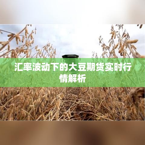 匯率波動下的大豆期貨實時行情解析