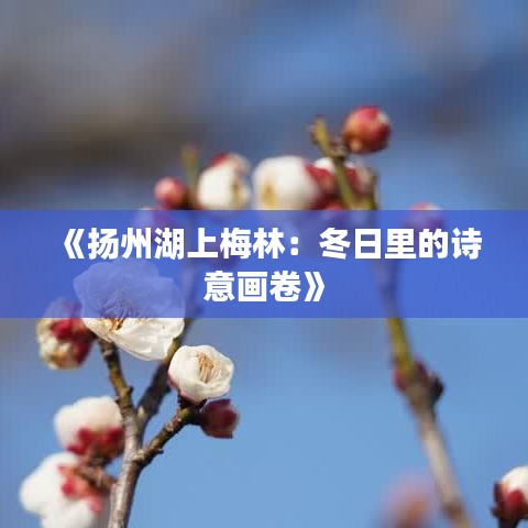 《揚州湖上梅林：冬日里的詩意畫卷》