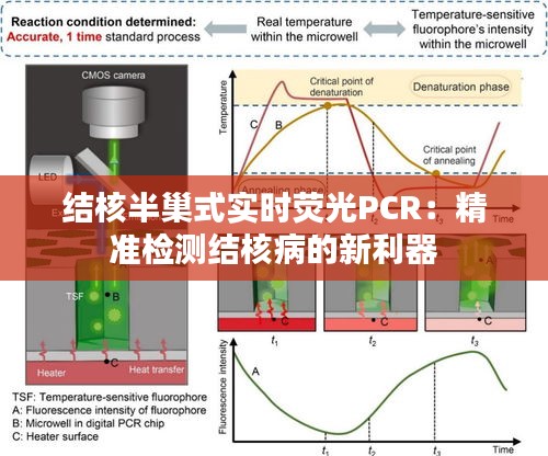 結(jié)核半巢式實(shí)時熒光PCR：精準(zhǔn)檢測結(jié)核病的新利器