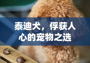 泰迪犬，俘獲人心的寵物之選