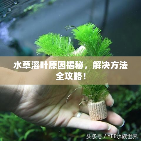 水草溶葉原因揭秘，解決方法全攻略！