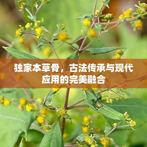 獨家本草骨，古法傳承與現(xiàn)代應(yīng)用的完美融合