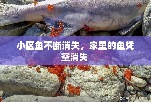 小區(qū)魚(yú)不斷消失，家里的魚(yú)憑空消失 