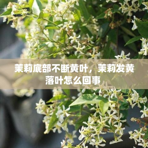 茉莉底部不斷黃葉，茉莉發(fā)黃落葉怎么回事 