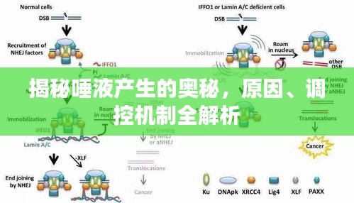 揭秘唾液產(chǎn)生的奧秘，原因、調(diào)控機(jī)制全解析