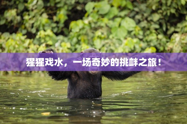 猩猩戲水，一場奇妙的挑釁之旅！