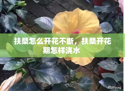 扶桑怎么開花不斷，扶桑開花期怎樣澆水 