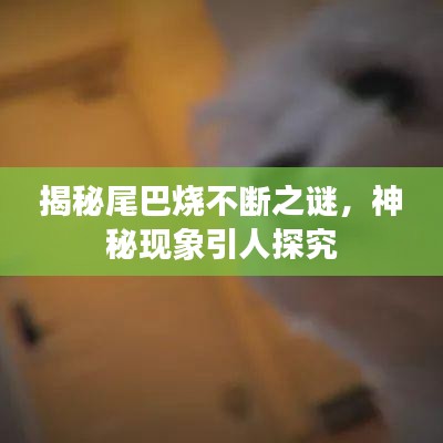 揭秘尾巴燒不斷之謎，神秘現(xiàn)象引人探究