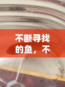 不斷尋找的魚，不斷尋找的魚叫什么 