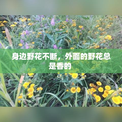 身邊野花不斷，外面的野花總是香的 