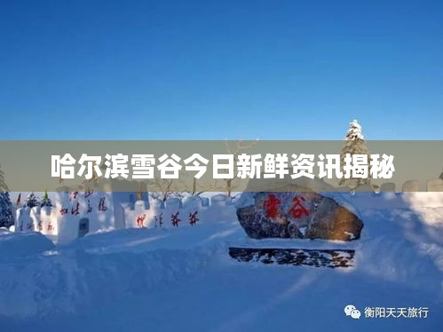 哈爾濱雪谷今日新鮮資訊揭秘