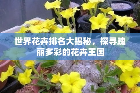 世界花卉排名大揭秘，探尋瑰麗多彩的花卉王國