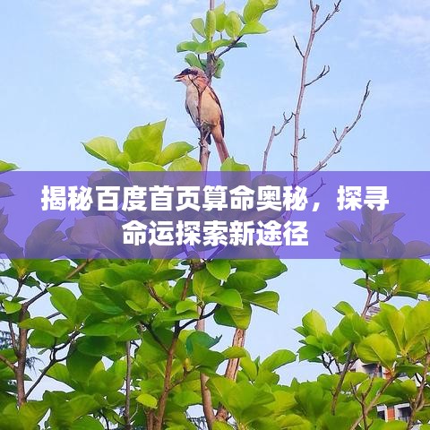 揭秘百度首頁算命奧秘，探尋命運探索新途徑