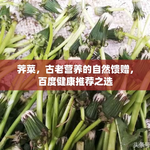 薺菜，古老營(yíng)養(yǎng)的自然饋贈(zèng)，百度健康推薦之選