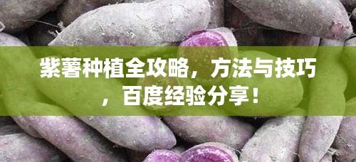 紫薯種植全攻略，方法與技巧，百度經(jīng)驗分享！