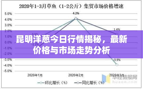 昆明洋蔥今日行情揭秘，最新價(jià)格與市場(chǎng)走勢(shì)分析