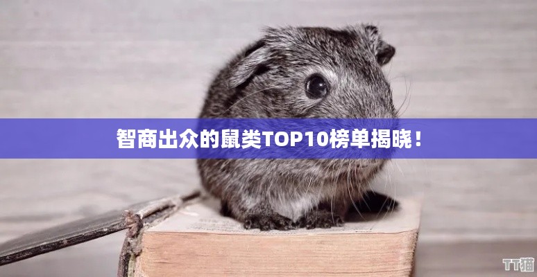 智商出眾的鼠類TOP10榜單揭曉！