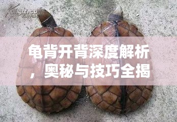 龜背開(kāi)背深度解析，奧秘與技巧全揭秘