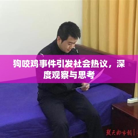 狗咬雞事件引發(fā)社會熱議，深度觀察與思考