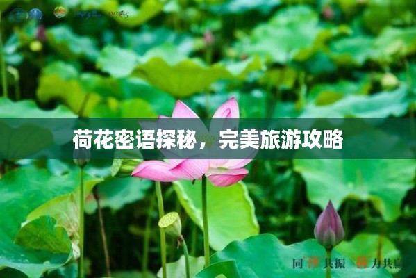 荷花密語探秘，完美旅游攻略