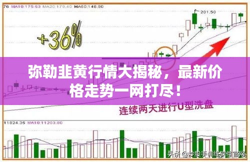 彌勒韭黃行情大揭秘，最新價(jià)格走勢(shì)一網(wǎng)打盡！