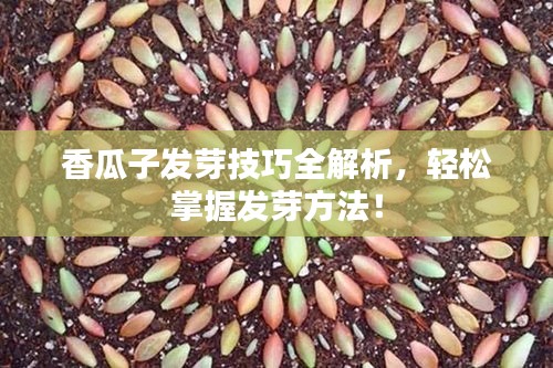香瓜子發(fā)芽技巧全解析，輕松掌握發(fā)芽方法！