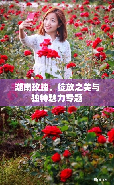 潮南玫瑰，綻放之美與獨特魅力專題