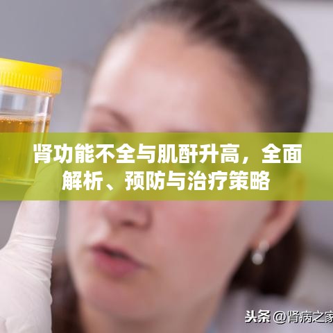 腎功能不全與肌酐升高，全面解析、預(yù)防與治療策略