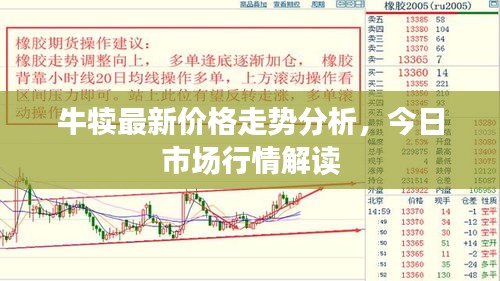 牛犢最新價(jià)格走勢(shì)分析，今日市場(chǎng)行情解讀