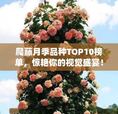 爬藤月季品種TOP10榜單，驚艷你的視覺盛宴！