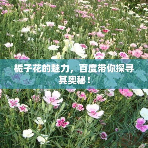 梔子花的魅力，百度帶你探尋其奧秘！