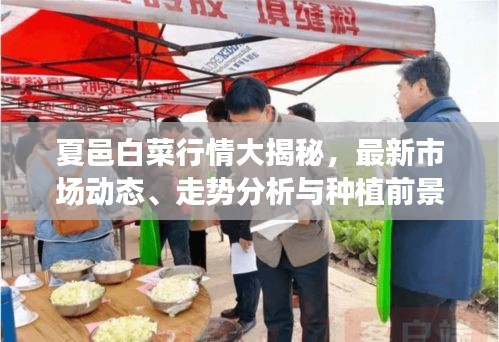 夏邑白菜行情大揭秘，最新市場(chǎng)動(dòng)態(tài)、走勢(shì)分析與種植前景展望