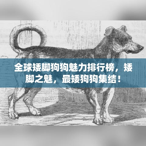全球矮腳狗狗魅力排行榜，矮腳之魅，最矮狗狗集結(jié)！