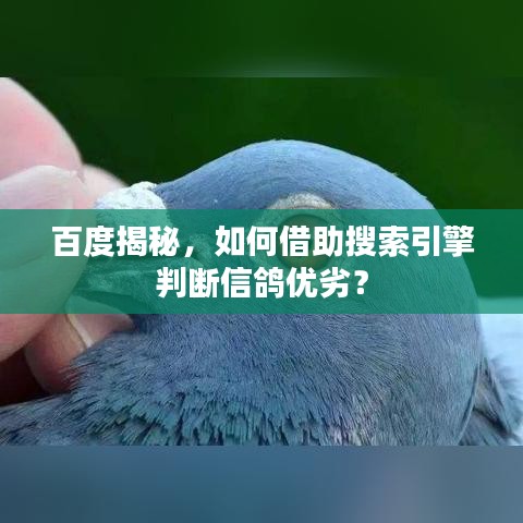 百度揭秘，如何借助搜索引擎判斷信鴿優(yōu)劣？