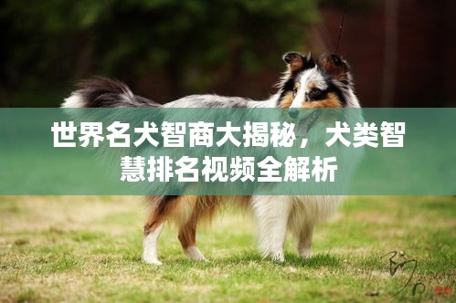 世界名犬智商大揭秘，犬類智慧排名視頻全解析