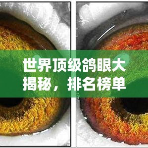 世界頂級鴿眼大揭秘，排名榜單不容錯過！