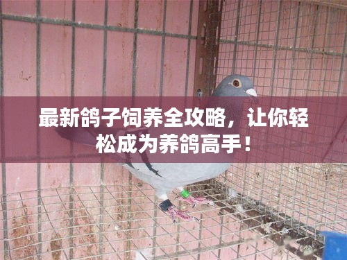 最新鴿子飼養(yǎng)全攻略，讓你輕松成為養(yǎng)鴿高手！