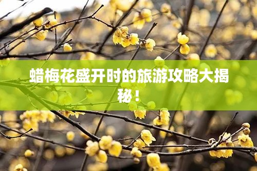 蠟梅花盛開時(shí)的旅游攻略大揭秘！