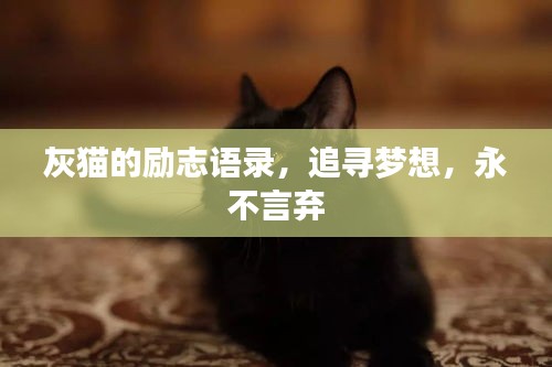 灰貓的勵(lì)志語錄，追尋夢(mèng)想，永不言棄