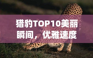 獵豹TOP10美麗瞬間，優(yōu)雅速度展現(xiàn)自然魅力圖片集