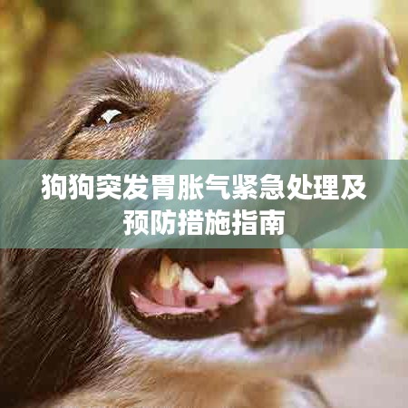 狗狗突發(fā)胃脹氣緊急處理及預(yù)防措施指南