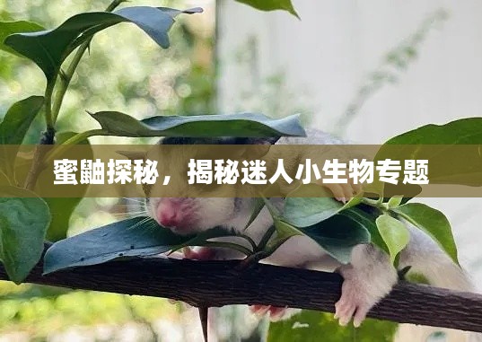 蜜鼬探秘，揭秘迷人小生物專題